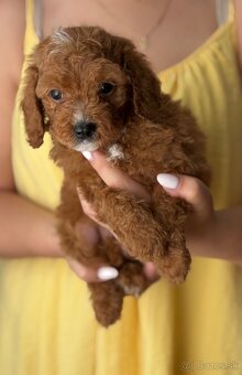 Cavapoo - 3
