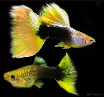 Japan Blue Mosaic Guppy/Gupky - 3