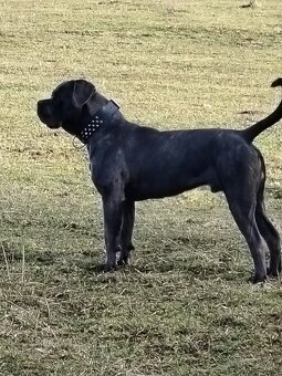 Krytie cane corso - 3