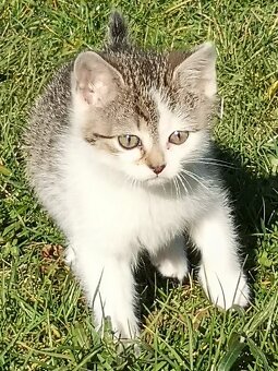 Darujem krásne mačiatka - 3