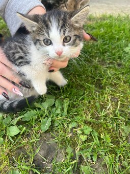 Darujeme mačiatka do dobrých rúk - 3