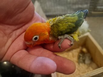 Agapornis fisher na dokrmenie - 3