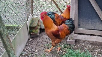 Hempšír kohúty - 3