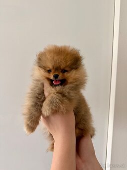 Pomeranian s PP - 3