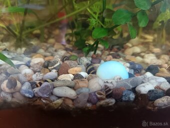 Predám Clea Helena - Helenky - 3