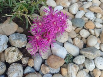 Delosperma - 3