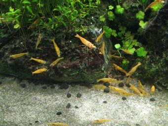 Neocaridina davidi orange akcia - 3
