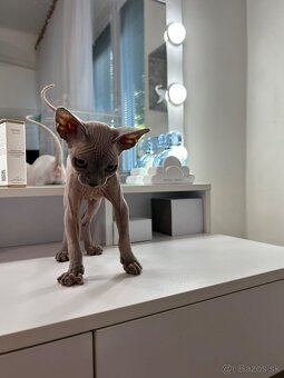 Kanadský sphynx - 3