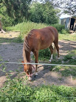 Predám pony kobylku 2rocnu - 3