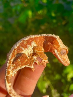 Crested Gecko Pagekon riasnatý - 3