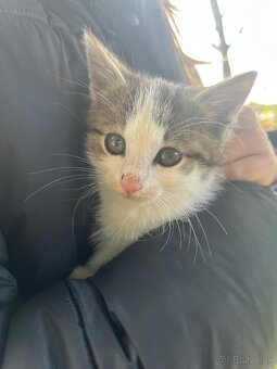 Darujem dvoch kocúrikov - 3