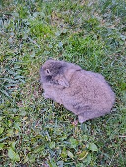 Zakrslý zajačik - 3