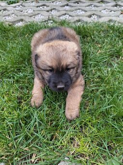 Darujem šteniatko – len do dobrých rúk - 3