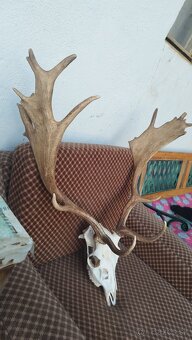 Predám trofej Daniela parožie zhody trofeje. - 3