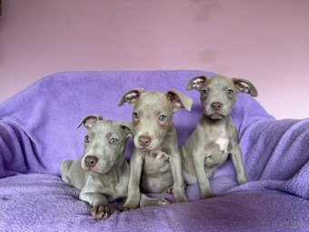Americký pitbulterier s PP silverfawn rarita - 3
