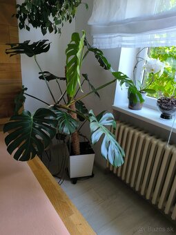 monstera - živý kvet - 3