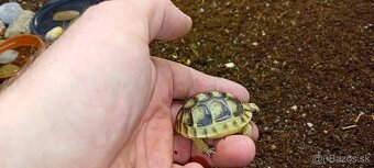 Predám suchozemske korytnačky testudo marginata . - 3