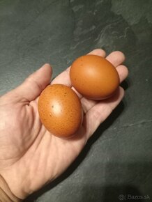 Násadové vajcia - maranska medenokrká - 3