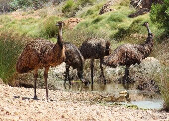 AUSTRALSKE EMU - EMU HNEDY - 3