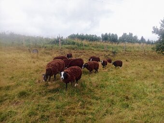 Zwartbles plemenné ovce 3/2024 s POP - 3