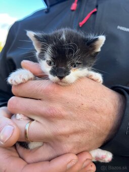 Darujeme mačiatka - 3