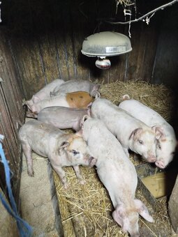 Predám odstavčata - 3