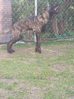 Holandský ovčiak - 3