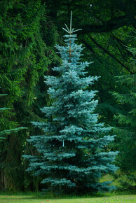 Smrek pichľavý (Picea pungens) alebo strieborný smrek. - 3