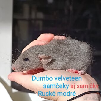 ❤ Dumbo, velveteen potkaníky - 3