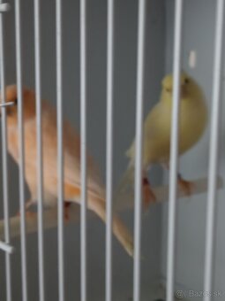 Predám - 3