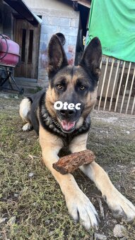 Nemecky ovčiak šteniatka - 3