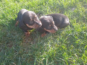 Jazvečik krátkosrstý s pálením - 3