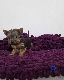 Yorkshirsky terier - 3