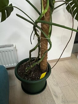 Monstera deliciosa - 3