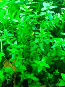 Bacopa Caroliniana - akvarijná rastlina - 3