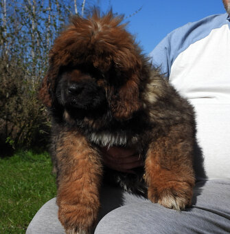 Tibetská doga - šteniatka s PP - 3