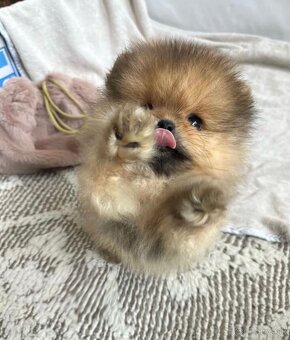 Pomeranian mini - 3