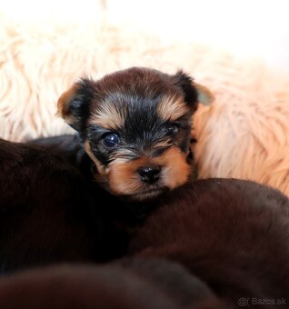 Yorkshire Terrier - 3