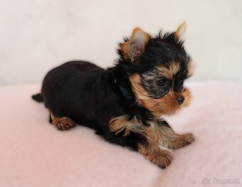 Yorkshire Terrier, York, Jork, Yorkshirsky teriér, šteniatka - 3
