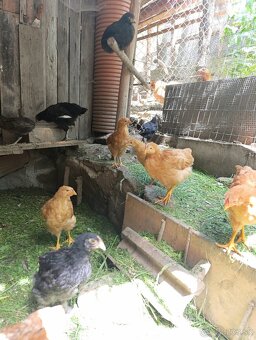 Marans, Oravka kohúty - 3