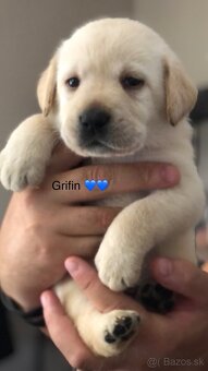 Labrador retriever - 3