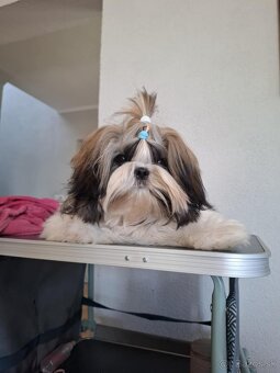 Psík shih tzu s PP - 3