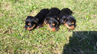 Mini Yorkshire terrier - 3