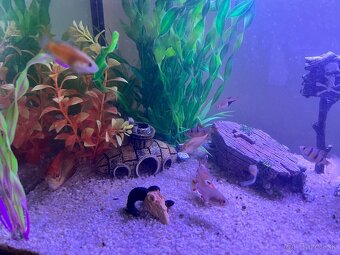Predám 120 litrove zabehnuté akvarium - 3