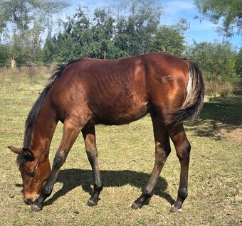 quarter horse - 3
