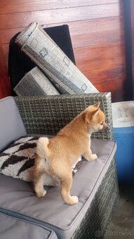 Shiba inu - 3