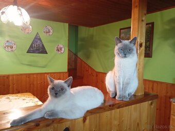 Britský kocúr na krytie - 3