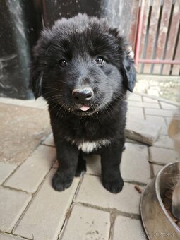 Predám šteniatka - 3