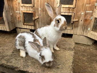 Nemecký obrovitý strakáč - 3