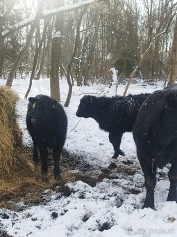 Jalovice aberdeen angus - 3